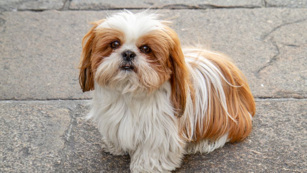 Shih Tzu