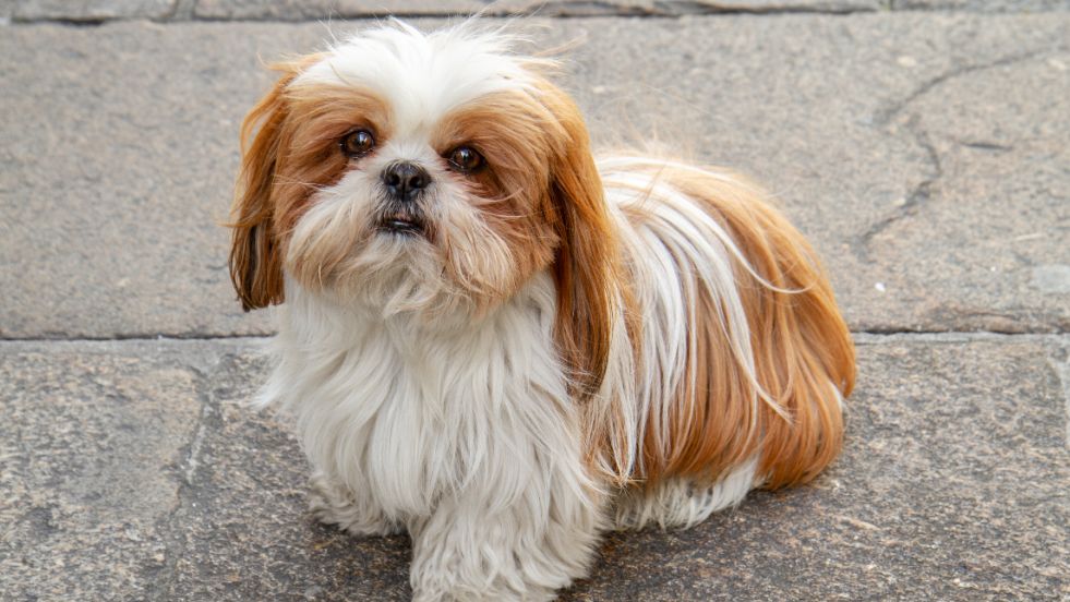 Shih Tzu