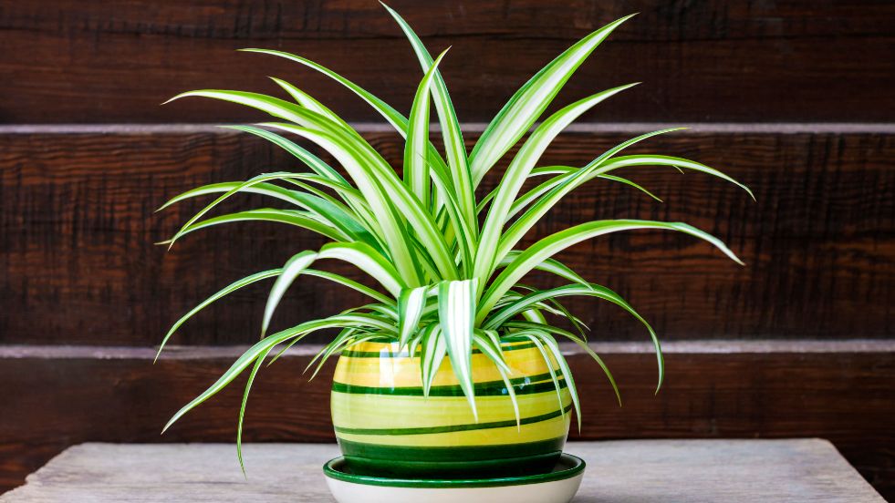 Spider Plant