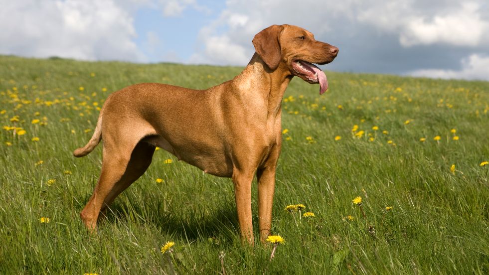 Vizsla 