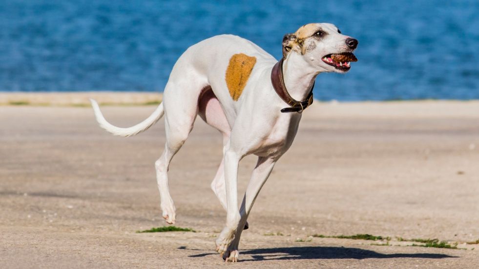 Whippet