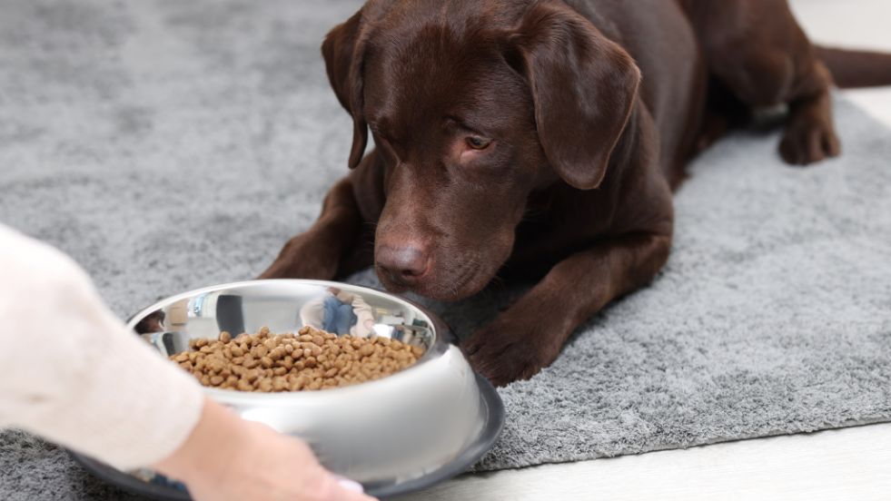 Best Supplements for Senior Dogs